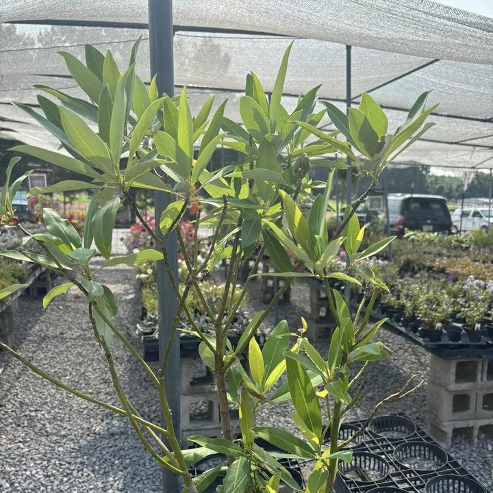 Magnolia virginiana ’Silver Mist’ ~ Silver Mist Sweetbay Magnolia-ServeScape