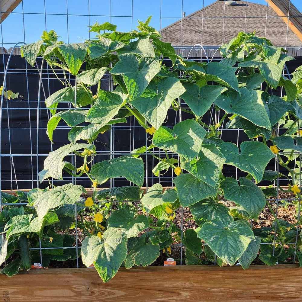 Cucurbita pepo 'Golden Summer' ~ Golden Summer Crookneck Squash-ServeScape