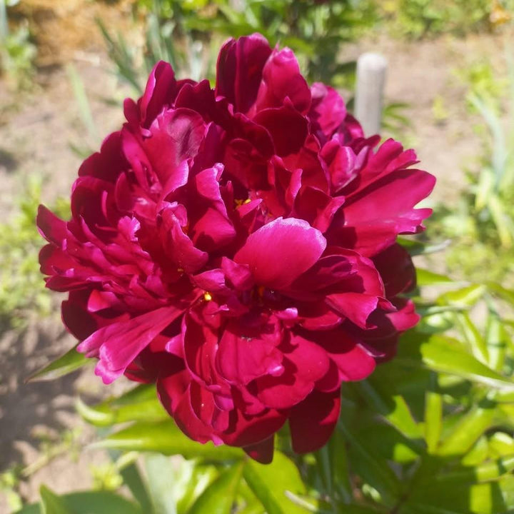 Paeonia lactiflora 'Buckeye Belle' ~ Buckeye Belle Peony-ServeScape