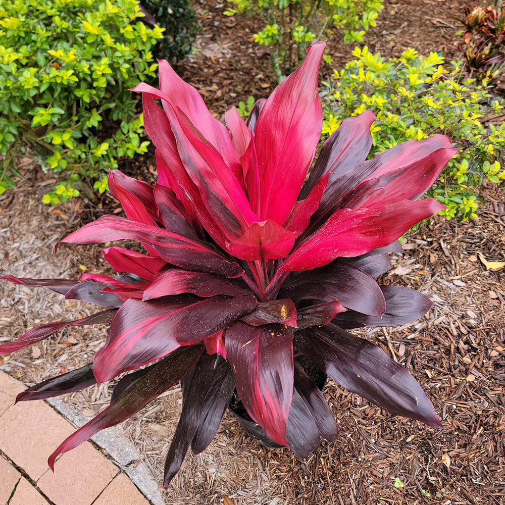 Cordyline fruticosa 'Florida' ~ Florida Ti Plant-ServeScape