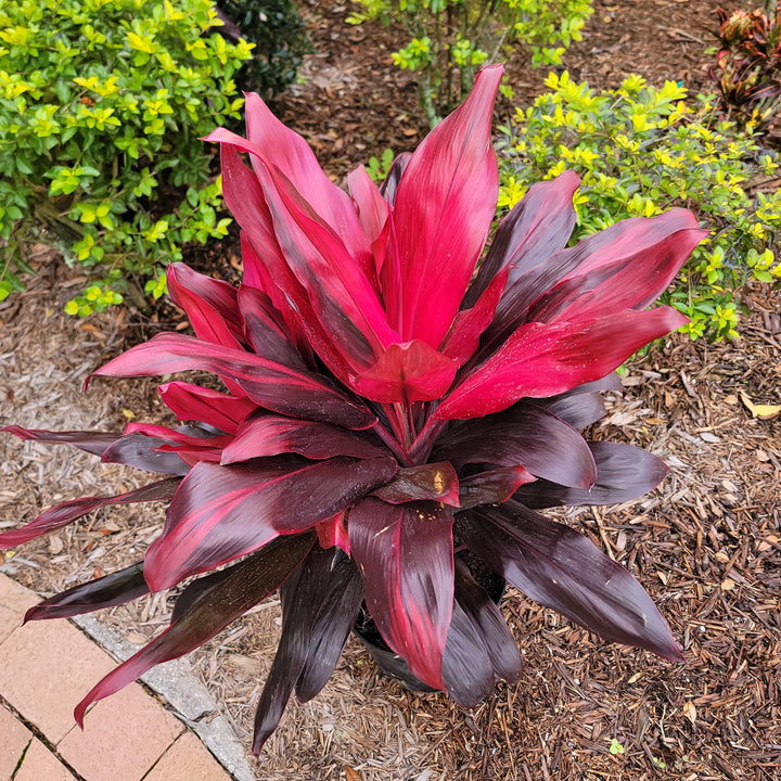 Cordyline fruticosa 'Florida' ~ Florida Ti Plant-ServeScape