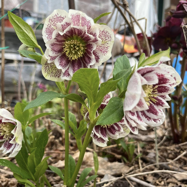 Helleborus 'Confetti Cake' ~ Wedding Party® Confetti Cake Lenten Rose-ServeScape