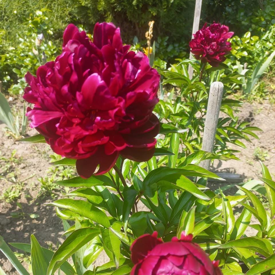 Paeonia lactiflora 'Buckeye Belle' ~ Buckeye Belle Peony-ServeScape