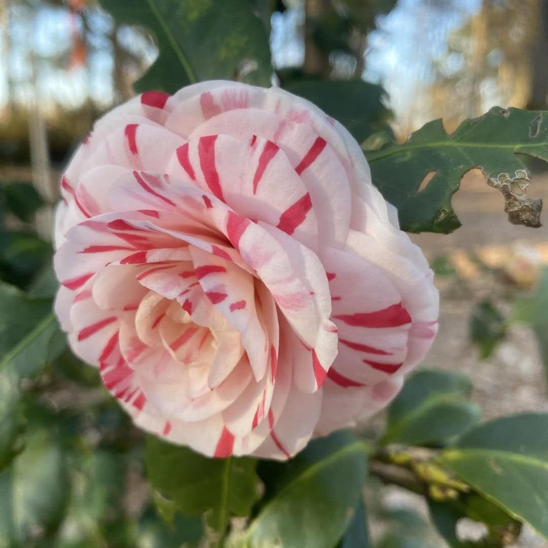 Camellia japonica 'LA Peppermint' ~ LA Peppermint Camellia-ServeScape