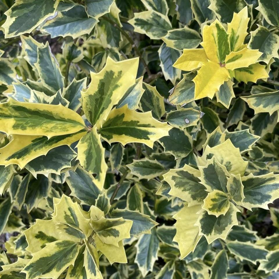 Ilex x 'Solar Flare' ~ Solar Flare Holly-ServeScape