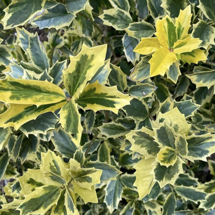 Ilex x 'Solar Flare' ~ Solar Flare Holly-ServeScape