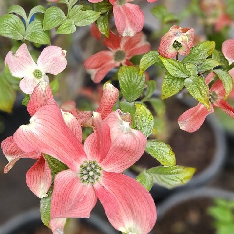 Cornus florida 'JN13' ~ Ragin Red™ Dogwood-ServeScape