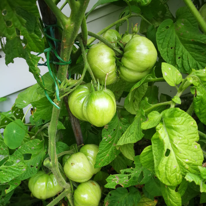 Solanum lycopersicum 'Brandywine' ~ Brandywine Tomato-ServeScape