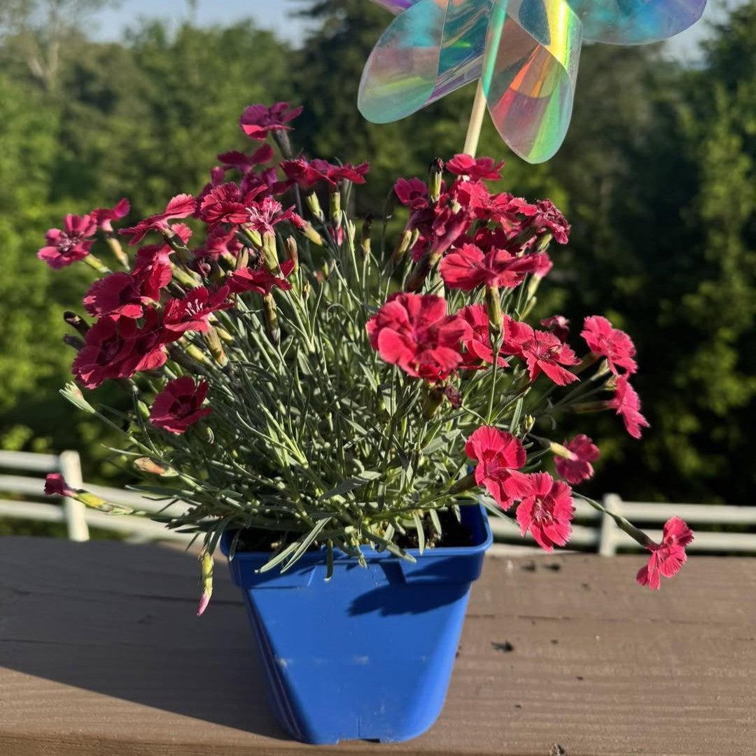 Dianthus x 'Eastern Star' ~ Star Single™ Eastern Star Dianthus-ServeScape
