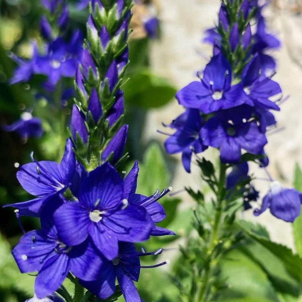Veronica 'Venice Blue' ~ Venice Blue Speedwell-ServeScape
