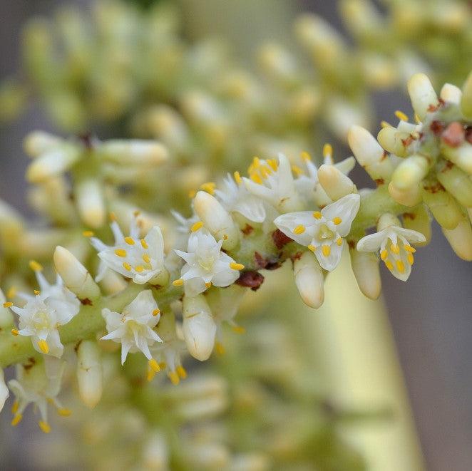 Serenoa repens ~ Saw Palmetto, Green-ServeScape