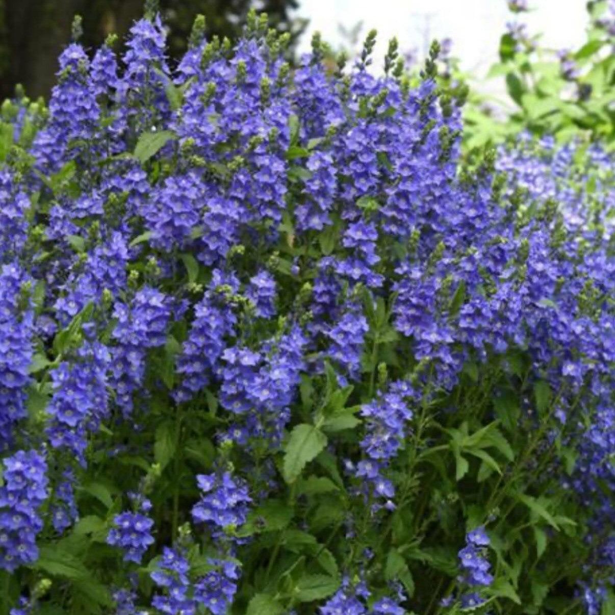 Veronica 'Venice Blue' ~ Venice Blue Speedwell-ServeScape