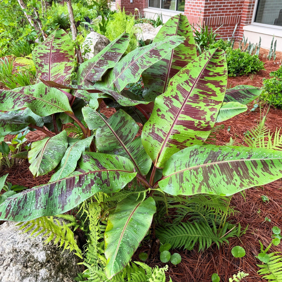 Musa acuminata ‘Zebrina’ ~ Zabrina Blood Banana-ServeScape