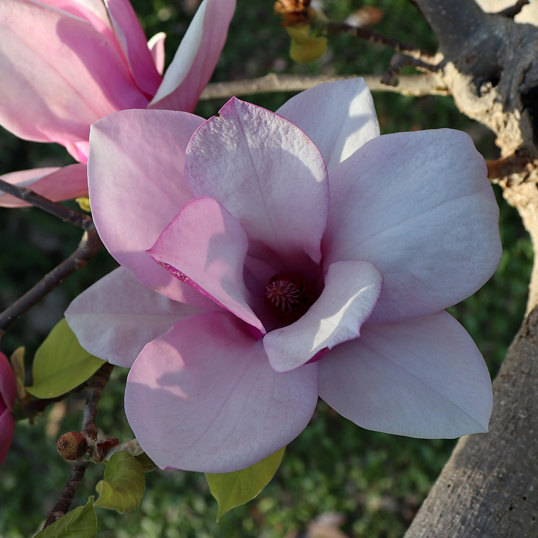 Magnolia x soulangeana 'Alexandrina' ~ Alexandrina Saucer Magnolia-ServeScape