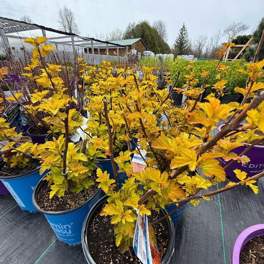 Physocarpus opulifolius 'LP1' ~ Bloomin' Easy® Savannah Sunset™ Ninebark-ServeScape