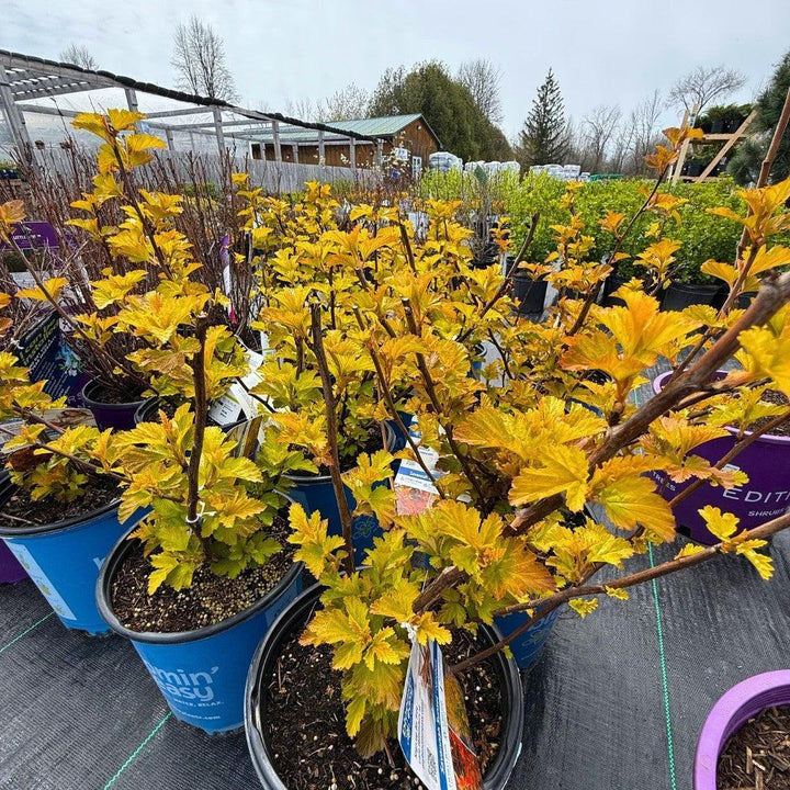 Physocarpus opulifolius 'LP1' ~ Bloomin' Easy® Savannah Sunset™ Ninebark-ServeScape