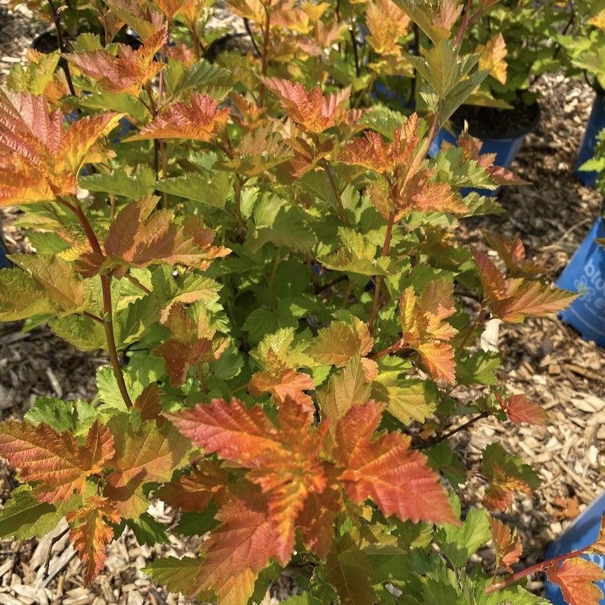 Physocarpus opulifolius 'LP1' ~ Bloomin' Easy® Savannah Sunset™ Ninebark-ServeScape