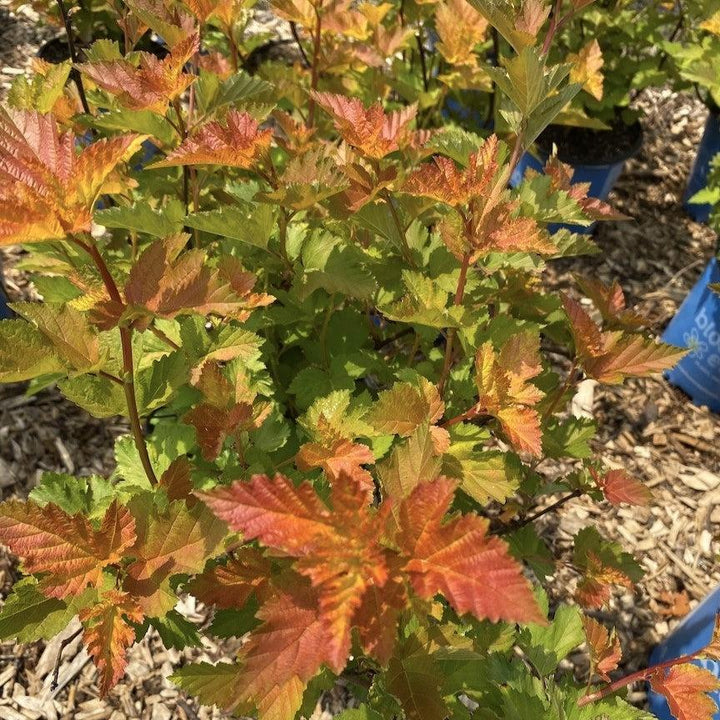 Physocarpus opulifolius 'LP1' ~ Bloomin' Easy® Savannah Sunset™ Ninebark-ServeScape
