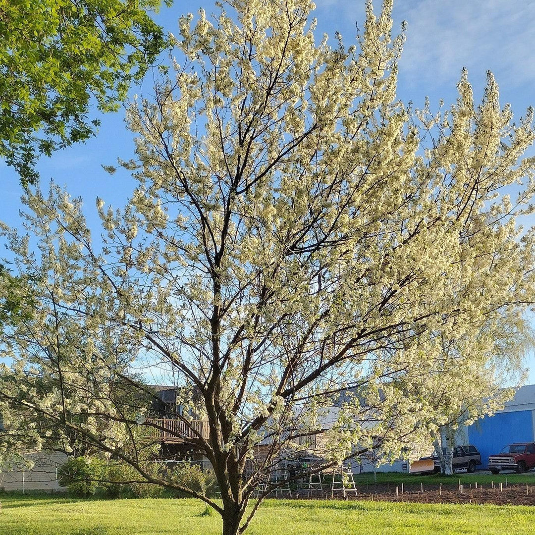 Prunus salicina 'Toka' ~ Bubblegum Plum-ServeScape