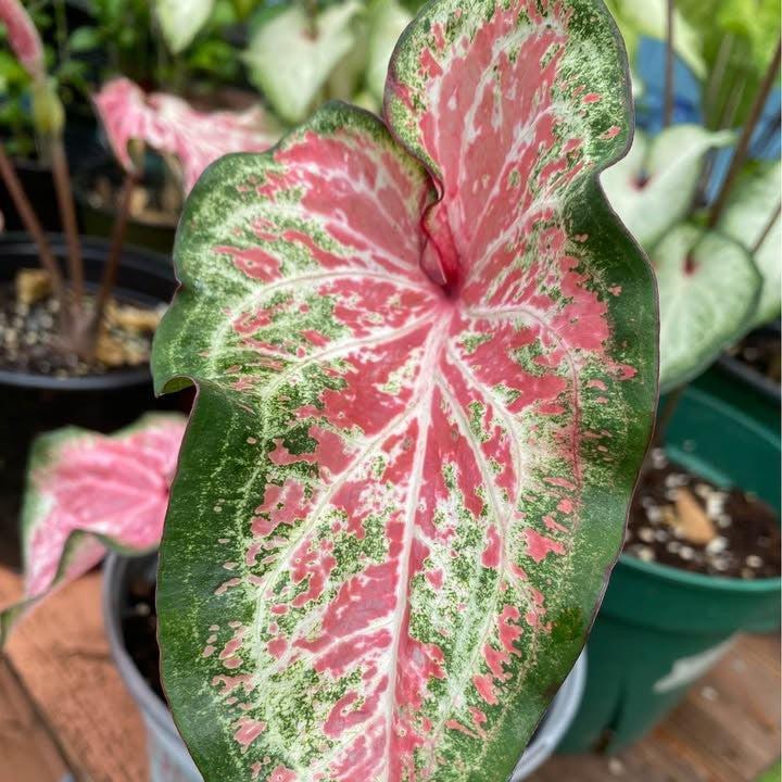 Caladium 'Dot's Delight' ~ Dot's Delight Caladium-ServeScape