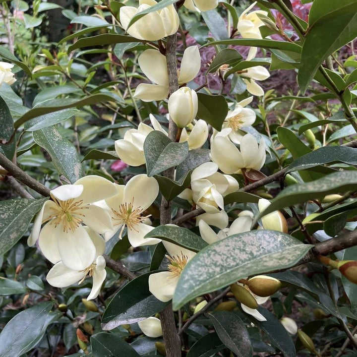 Magnolia figo 'Serendipity' ~ Serendipity Magnolia, Banana Shrub-ServeScape