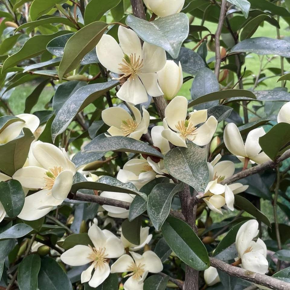 Magnolia figo 'Serendipity' ~ Serendipity Magnolia, Banana Shrub-ServeScape