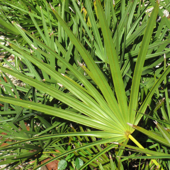 Serenoa repens ~ Saw Palmetto, Green-ServeScape