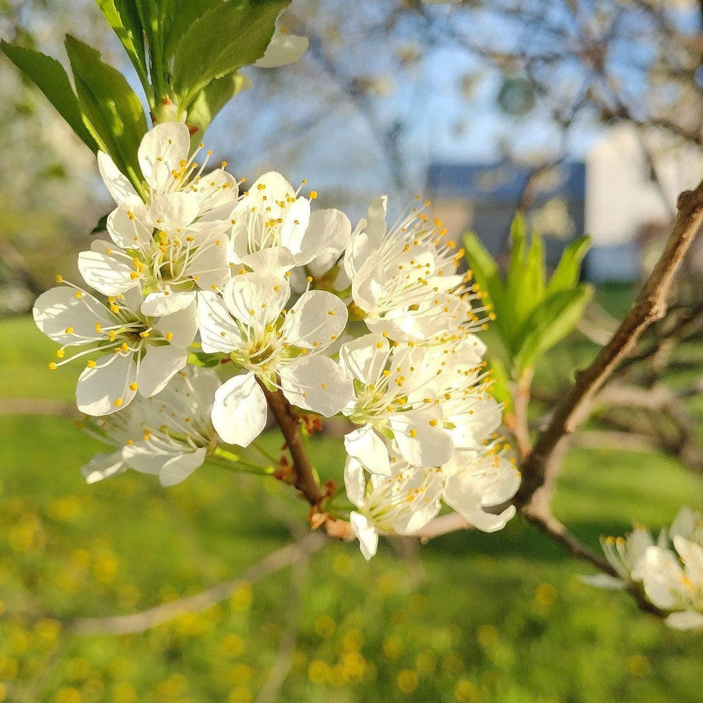 Prunus salicina 'Toka' ~ Bubblegum Plum-ServeScape