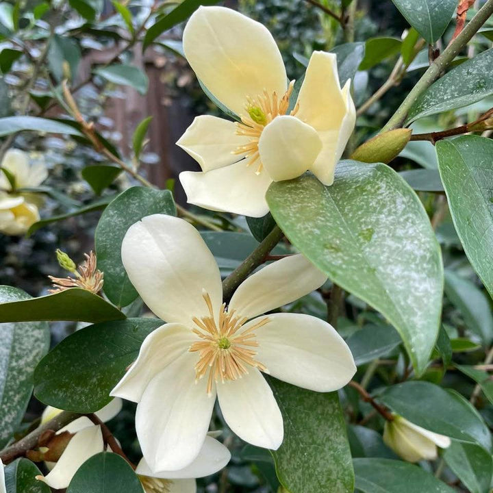 Magnolia figo 'Serendipity' ~ Serendipity Magnolia, Banana Shrub-ServeScape