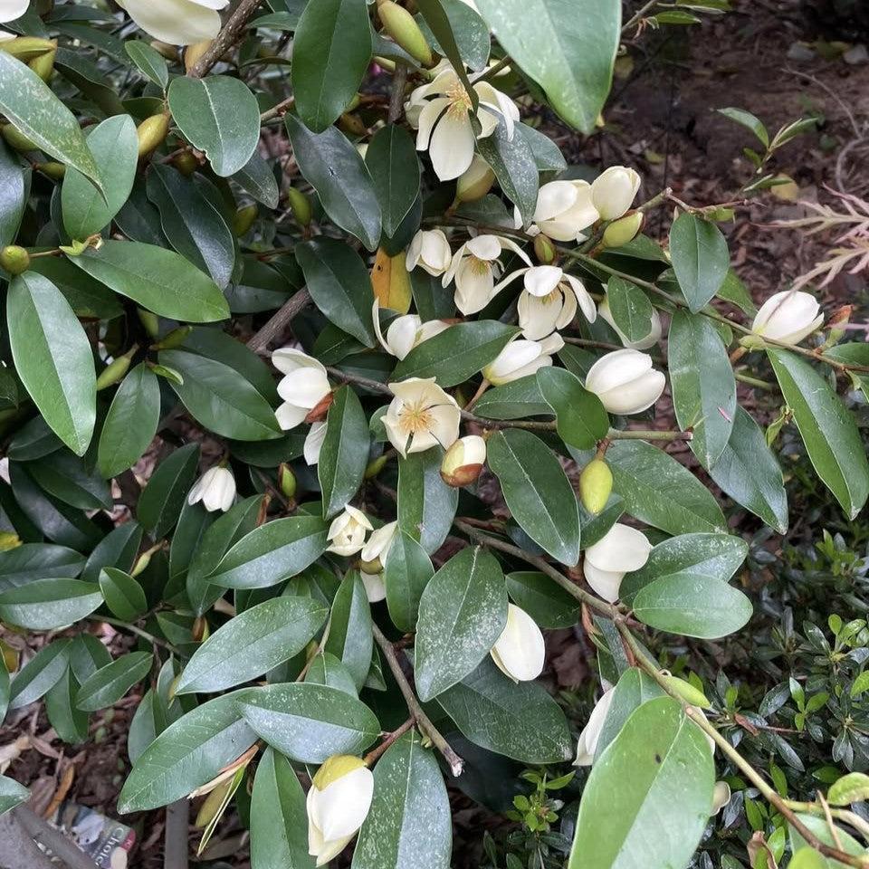 Magnolia figo 'Serendipity' ~ Serendipity Magnolia, Banana Shrub-ServeScape