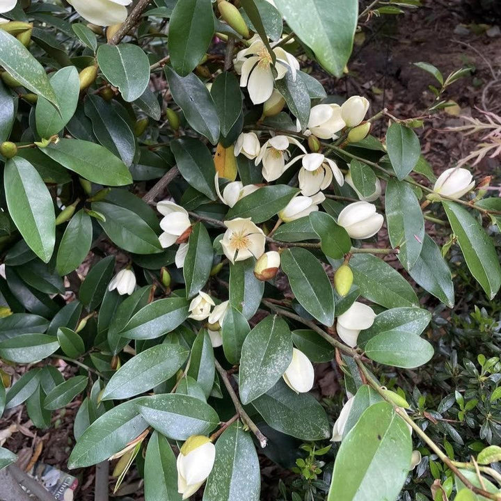 Magnolia figo 'Serendipity' ~ Serendipity Magnolia, Banana Shrub-ServeScape