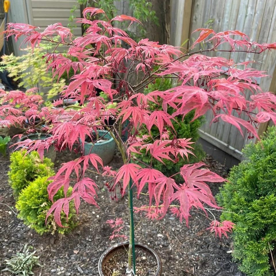Acer palmatum 'Geisha Gone Wild' ~ Geisha Gone Wild Japanese Maple-ServeScape