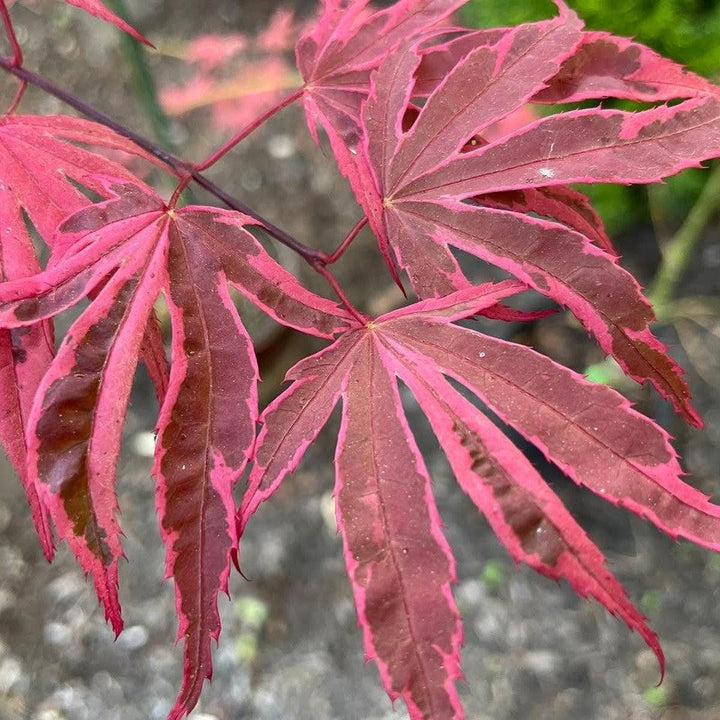 Acer palmatum 'Geisha Gone Wild' ~ Geisha Gone Wild Japanese Maple-ServeScape