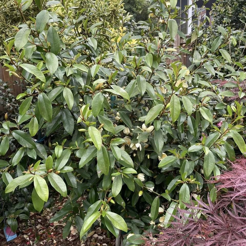 Magnolia figo 'Serendipity' ~ Serendipity Magnolia, Banana Shrub-ServeScape