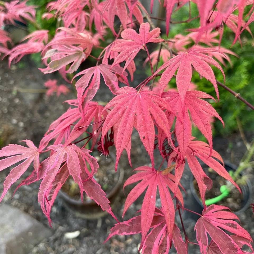 Acer palmatum 'Geisha Gone Wild' ~ Geisha Gone Wild Japanese Maple-ServeScape