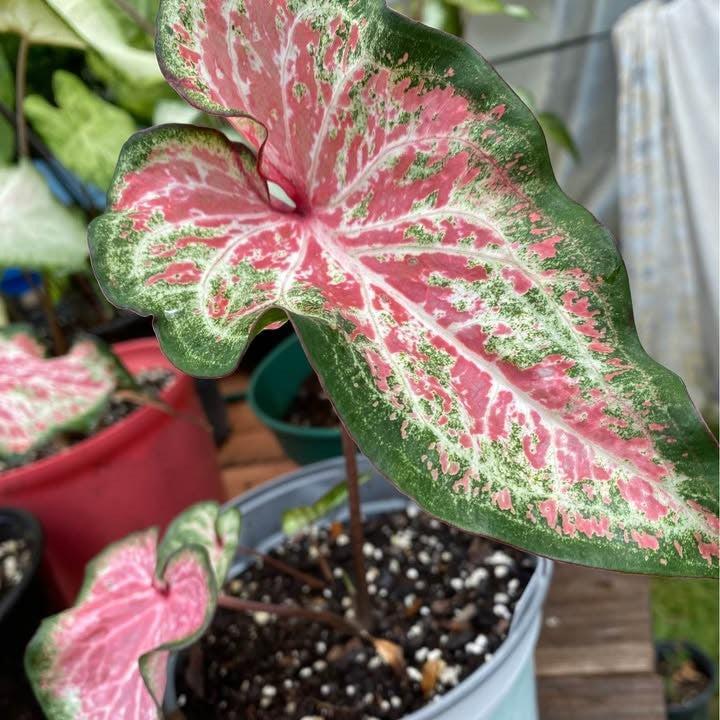 Caladium 'Dot's Delight' ~ Dot's Delight Caladium-ServeScape