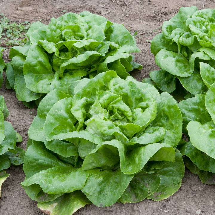 Lactuca sativa 'Buttercrunch' ~ Buttercrunch Lettuce-ServeScape