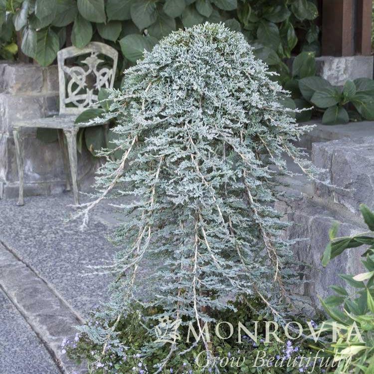 Juniperus horizontalis 'Monber' ~ Monrovia® Icee Blue® Juniper-ServeScape