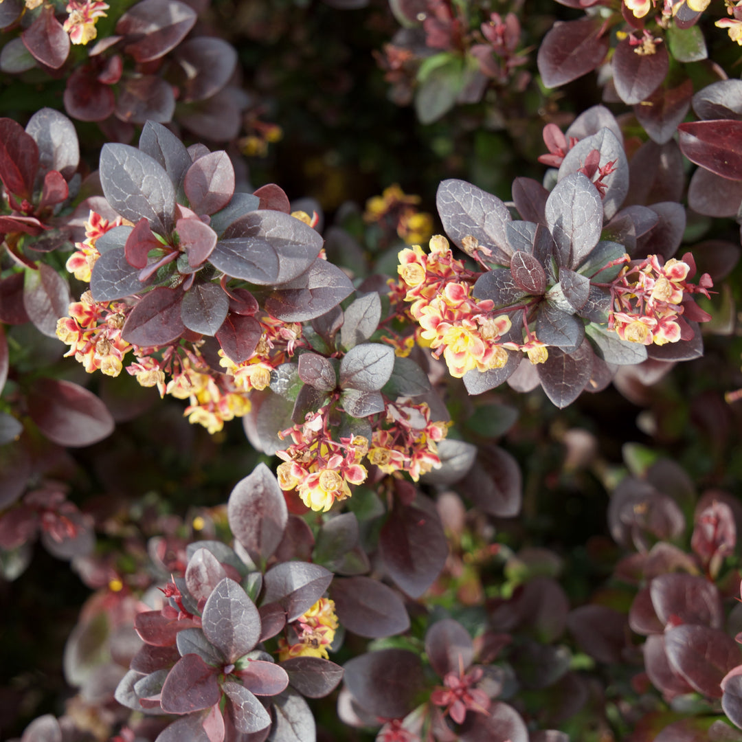 Berberis thunbergii 'Concorde' ~ Concorde Barberry-ServeScape