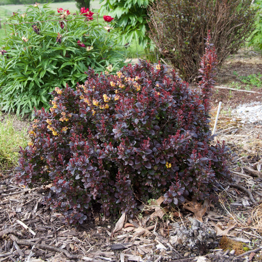 Berberis thunbergii 'Concorde' ~ Concorde Barberry-ServeScape