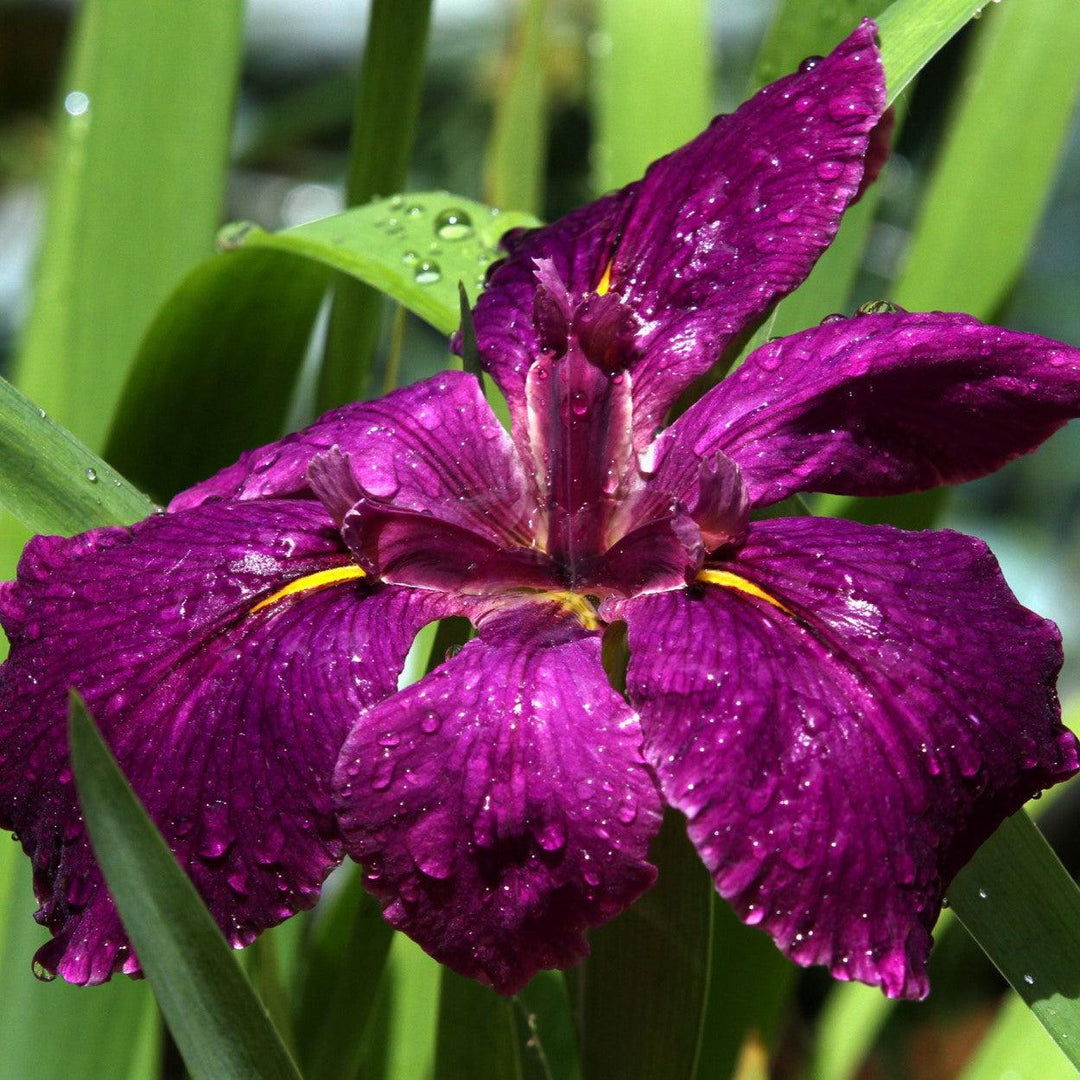 Iris 'Black Gamecock' ~ Black Gamecock Louisiana Iris-ServeScape