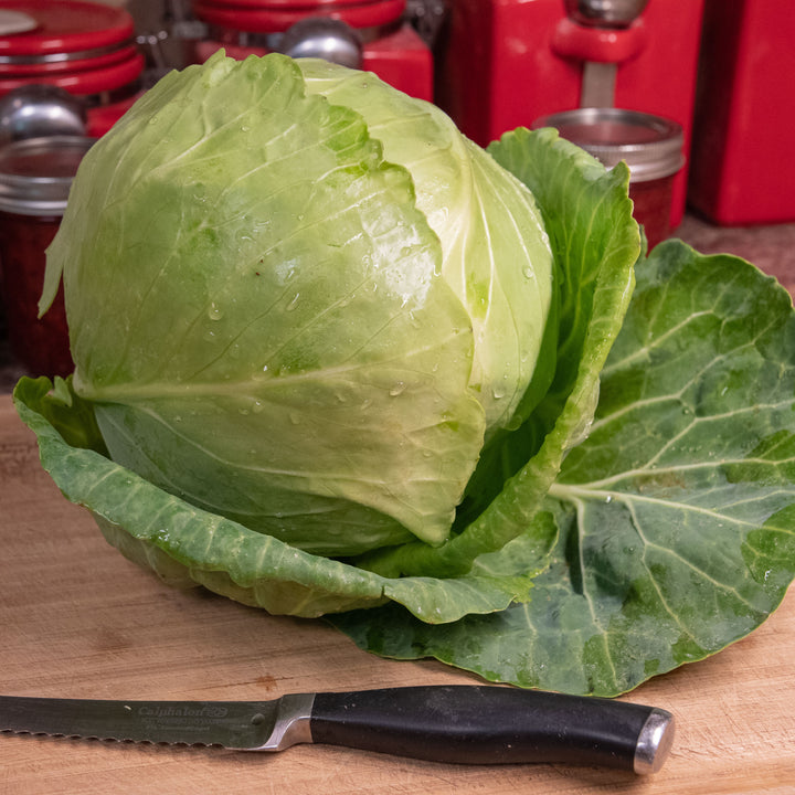 Brassica oleracea var. capitata 'Golden Acre' ~ Golden Acre Cabbage-ServeScape