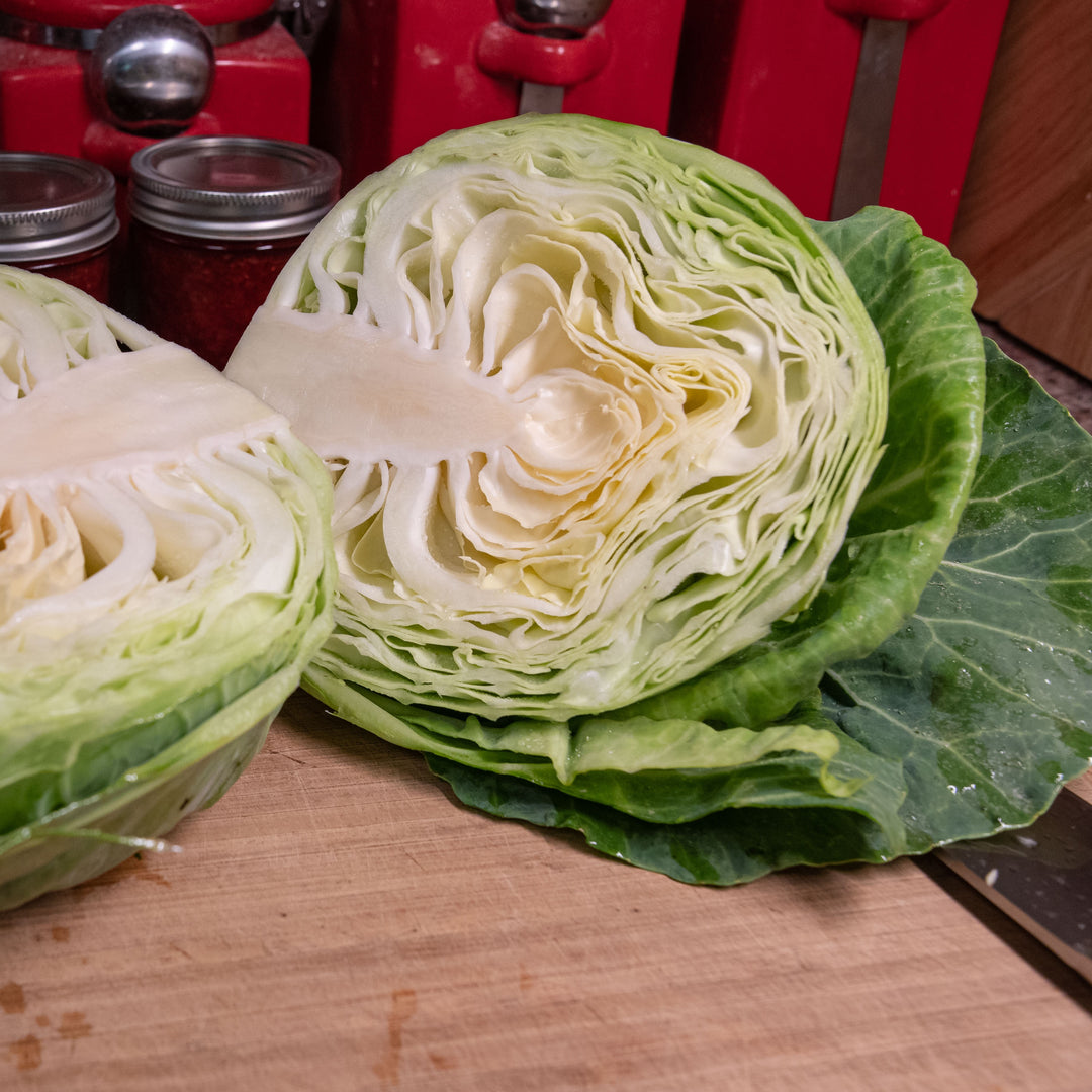 Brassica oleracea var. capitata 'Golden Acre' ~ Golden Acre Cabbage-ServeScape