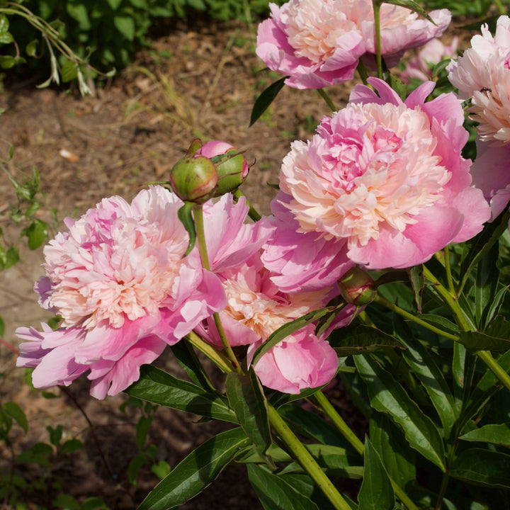 Paeonia lactiflora 'Sorbet' ~ Sorbet Peony-ServeScape