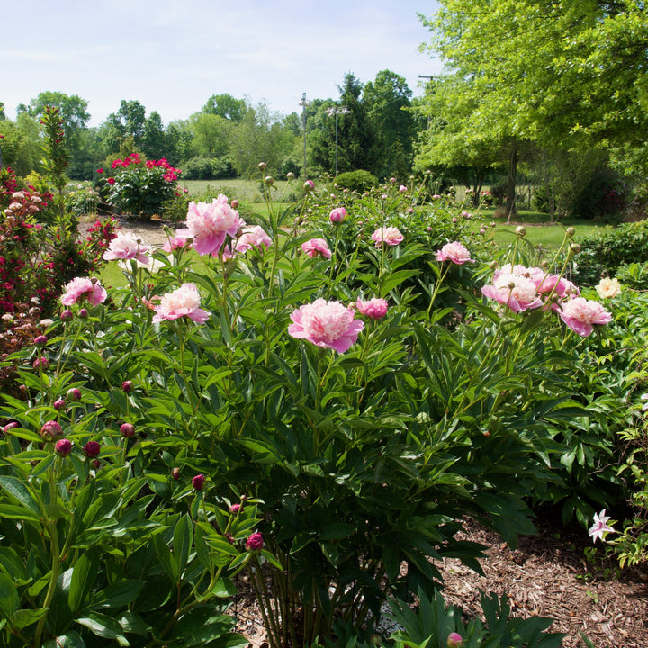 Paeonia lactiflora 'Sorbet' ~ Sorbet Peony-ServeScape