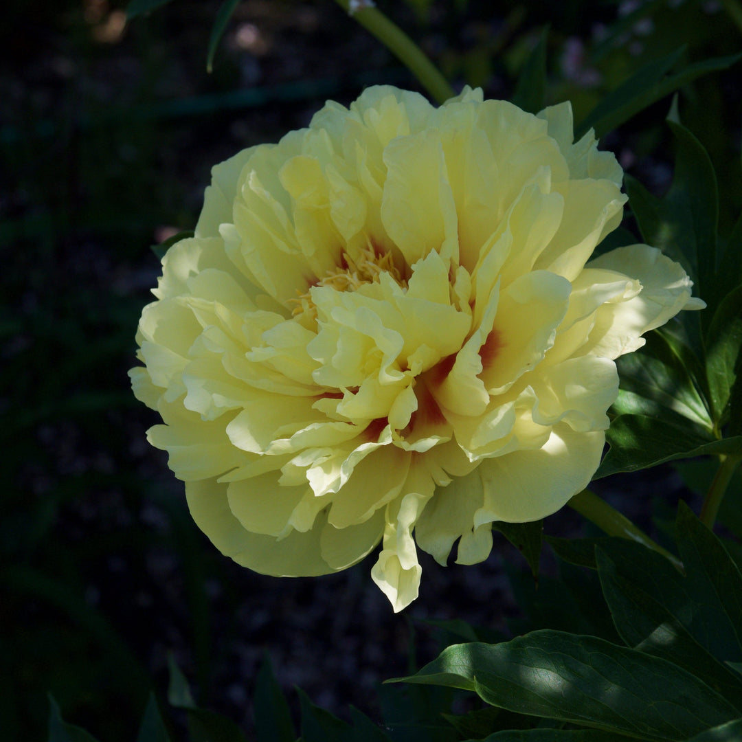 Paeonia 'Batrzella' ~ Batrzella Itoh Peony-ServeScape