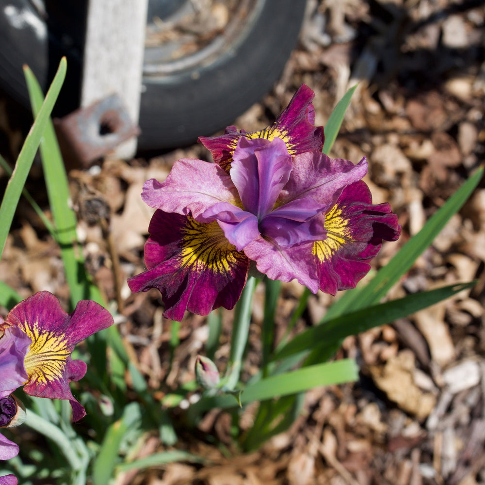 Iris siberica ' Miss Apple' ~ Peacock Butterfly™ Miss Apple Siberian Iris-ServeScape