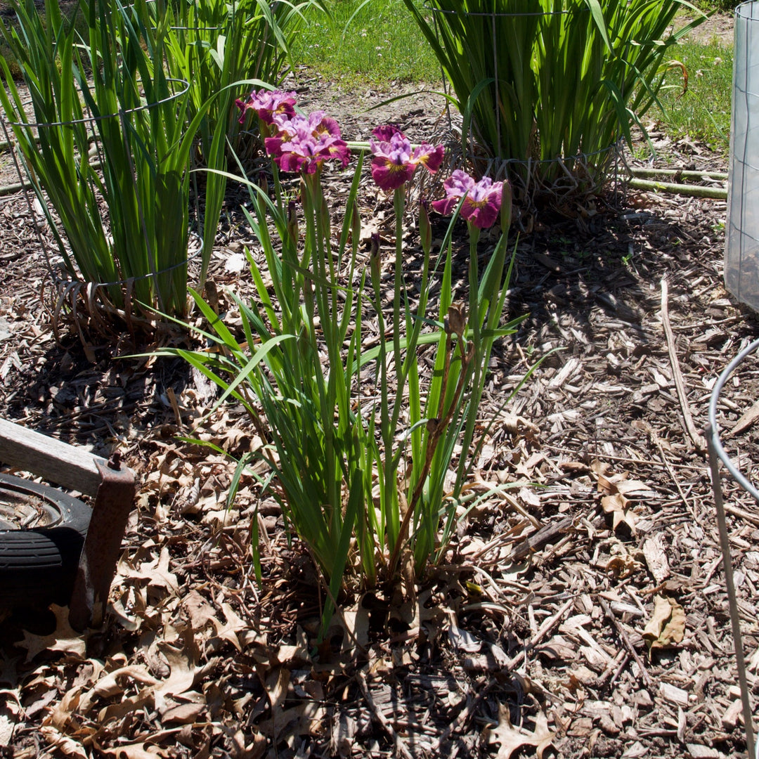 Iris siberica ' Miss Apple' ~ Peacock Butterfly™ Miss Apple Siberian Iris-ServeScape