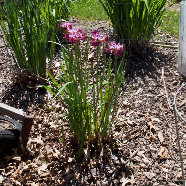 Iris siberica ' Miss Apple' ~ Peacock Butterfly™ Miss Apple Siberian Iris-ServeScape