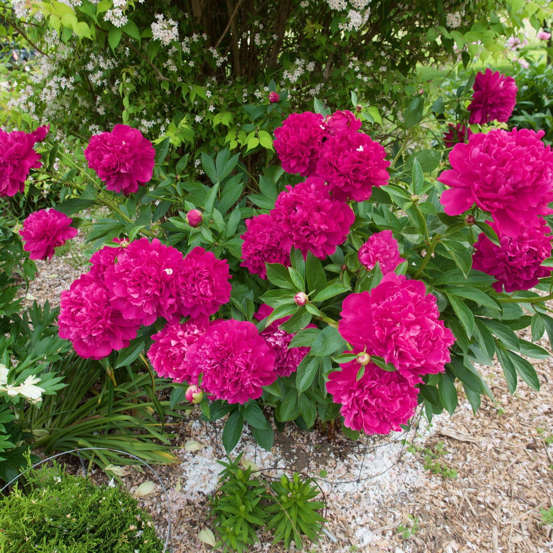 Paeonia 'Paul M WIld' ~ Paul M Wild Peony-ServeScape